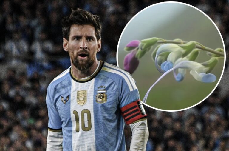 Messi Immortalised As New Plant Species Discovered In Peru